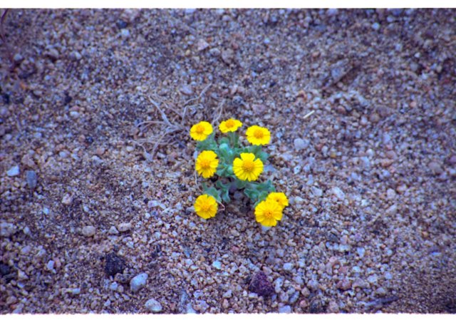 smallflower.jpg